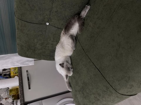 British blue point dişi her şeyi vereceğim