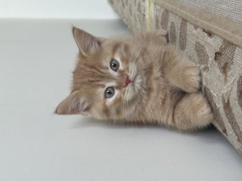 Yavru chinchilla melezi sahiplendirme
