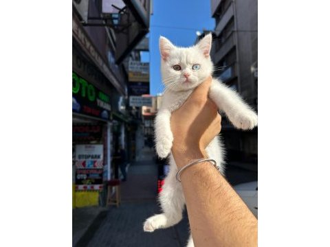 British shorthair odd eye
