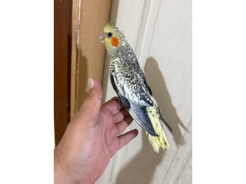 Evlere maskot 50 günlük sultan bebek