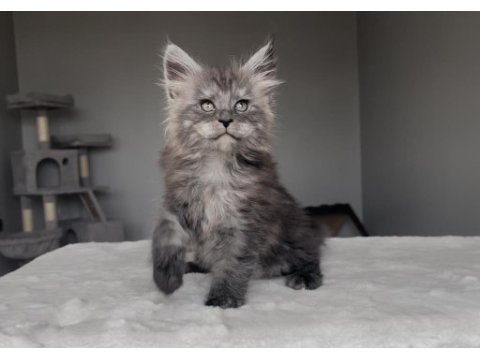 Blacksmoke maine coon yavruları granddesign cattery