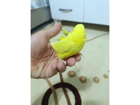 Yetişkin ve yavru eğitime açık muhabbet kuşları