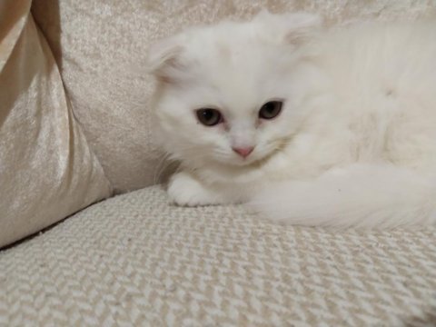 2 aylık beyaz scottish kedi satılık