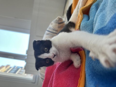 Scottish fold dişi ve erkek kediler