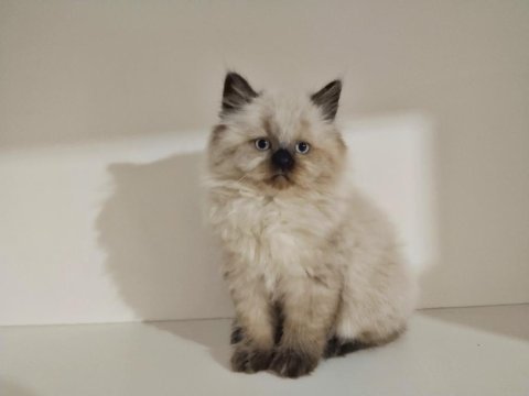 2 aylık british longhair bebeğimiz yeni evini arıyor