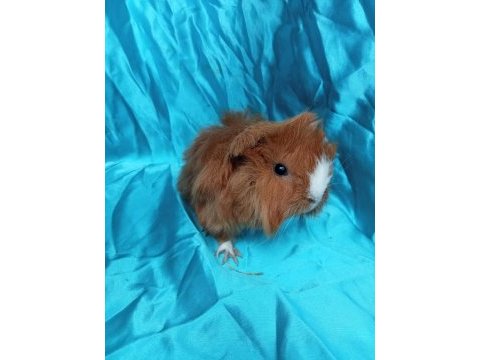Üreticiden safkan guinea pig yavrular