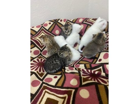 Kediler için ulaşın