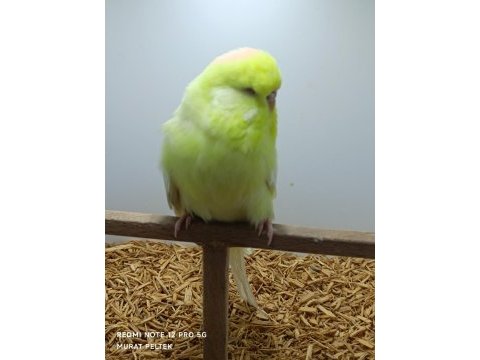 Muhabbet kuşu show jumbo