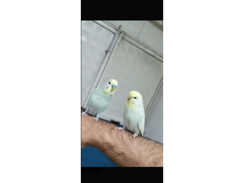 Muhabbet kuşlar