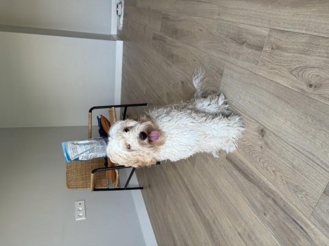 8 aylık maltipoo ücretsiz sahiplendirme