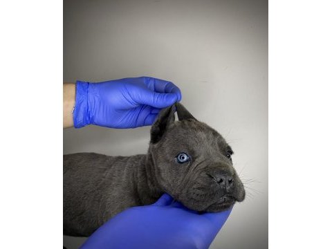 Cane corso yavru denizli