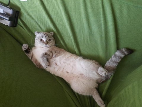 Sevimli scottish fold kızım için yuva arıyorum