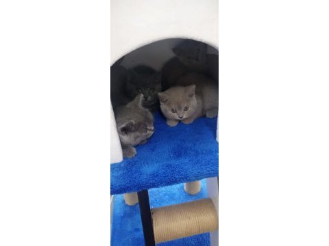 British shorthair yavrular