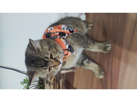 Ücretsiz british shorthair 1,5 yaşında
