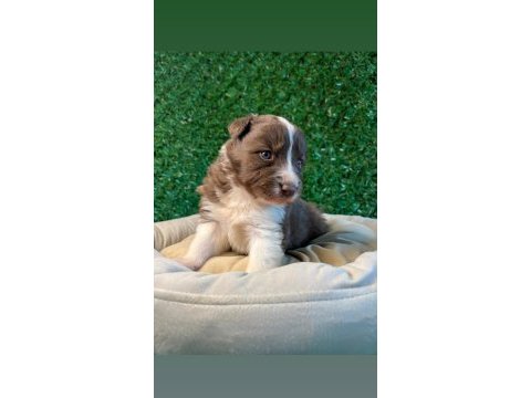 Oyuncu border collie yavrularımız!