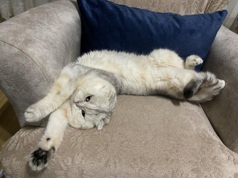 Yeni yuvasını arıyor acil scottish fold