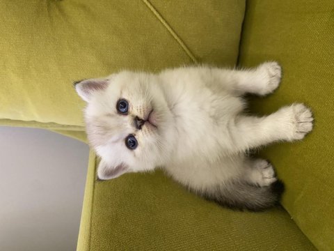 British shorthair lilac dişi