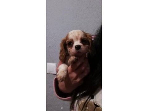 Cavalier yavrularımız bursa türkiye tüm iller