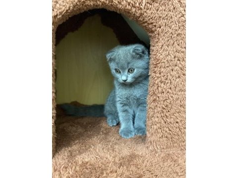 2 aylık scottish fold yavrular 1 dişi 1 erkek