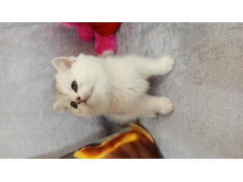 British shorthair yavrularımız yeni yuvasını arıyor