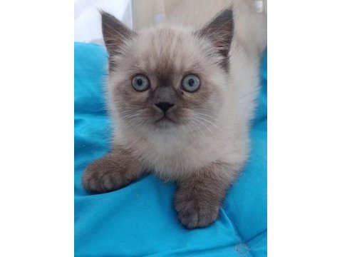 British shorthair yavrular