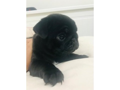 Safkan orjinal siyah pug yavruları
