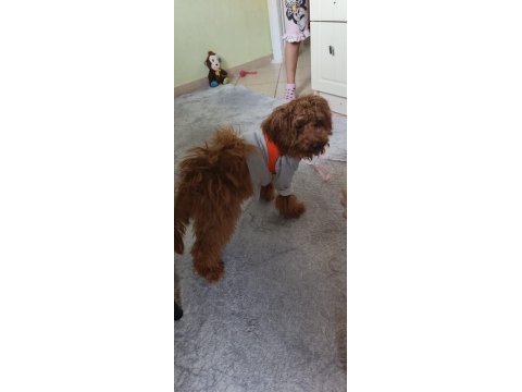 4 aylık sağlıklı eğitimli toy poodle