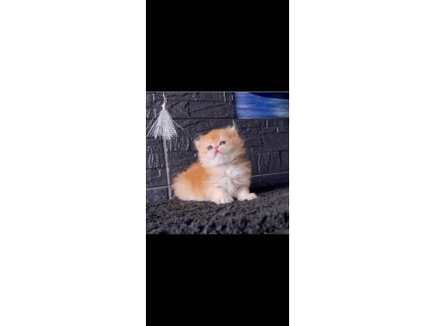 Yumuşacık golden british longhair 