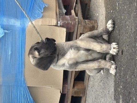 Kırçıl malaklı köpeğimiz