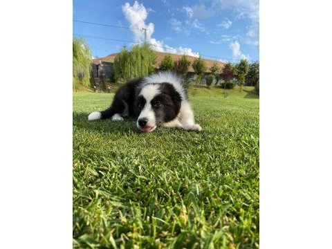 Border collie yavruları istanbul 