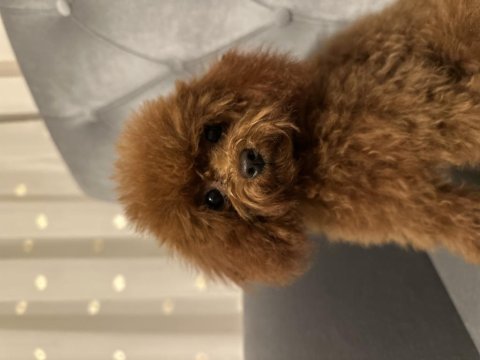 Kore toy poodle yavrular