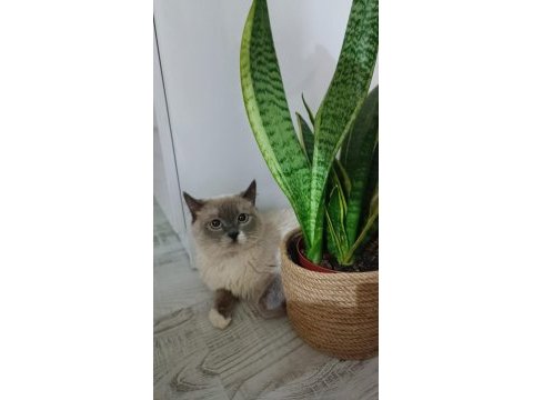 Sahiplendirme british shorthair