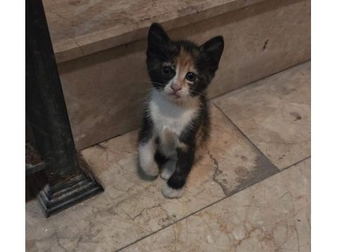 2 aylık dişi tekir