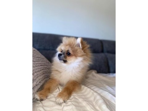3 aylık erkek ;pomeranian yavrular
