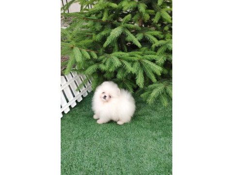 Teacup pomeranian erkek yavru