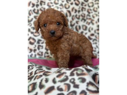 Red maltipoo ailenizin yeni üyesi