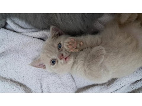 Sarı british shorthair yavrumuz