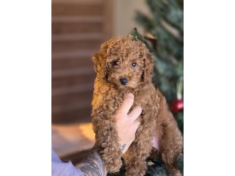 Toy poodle yavruları