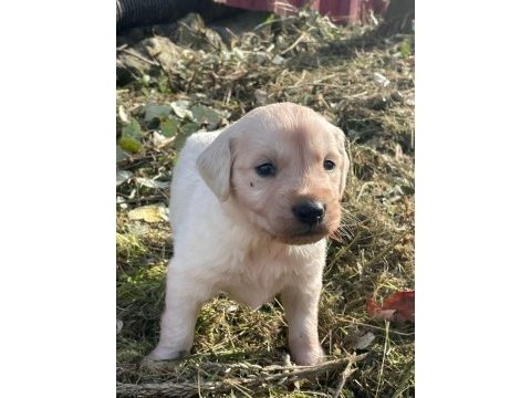 Golden retriever yavrular
