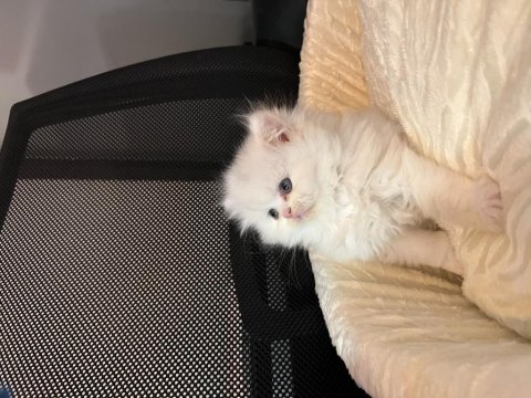 Safkan british longhair yavrular