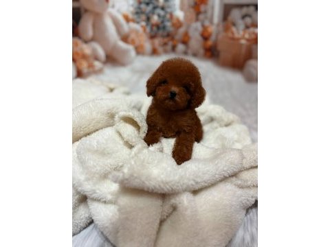 Kore poodle yavrular