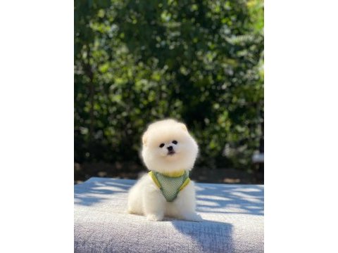 Pomeranian boo safkan ayı surat bebeklerim