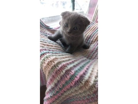 Scottish fold yavrumuzu sahiplendiriyoruz