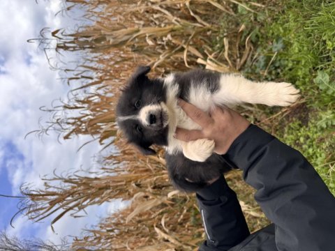 Her eve uygun border collie bebekler