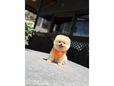 Sağlık ve ırk garantili pomeranian boo
