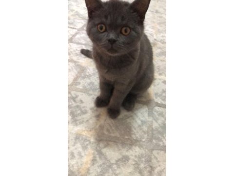 British shorthair cins kedimiz