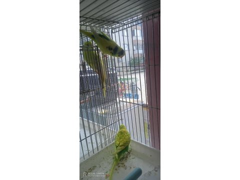Hepsi ele alıştırmalık yavru muhabbet kuşlar
