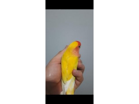 Dişi sevda papağanı kızgın