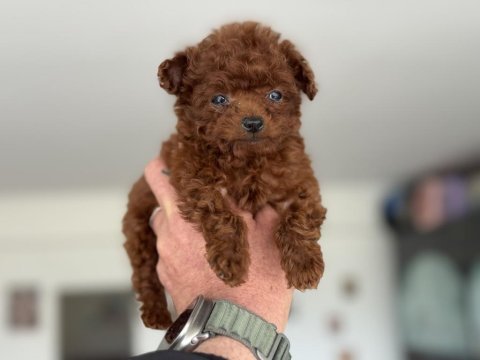 Tea cup kore poodle yavrular petmode den