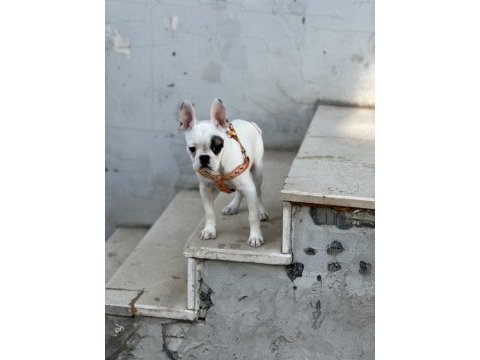 Köpeğim gayet iyidir ve çok sevimli